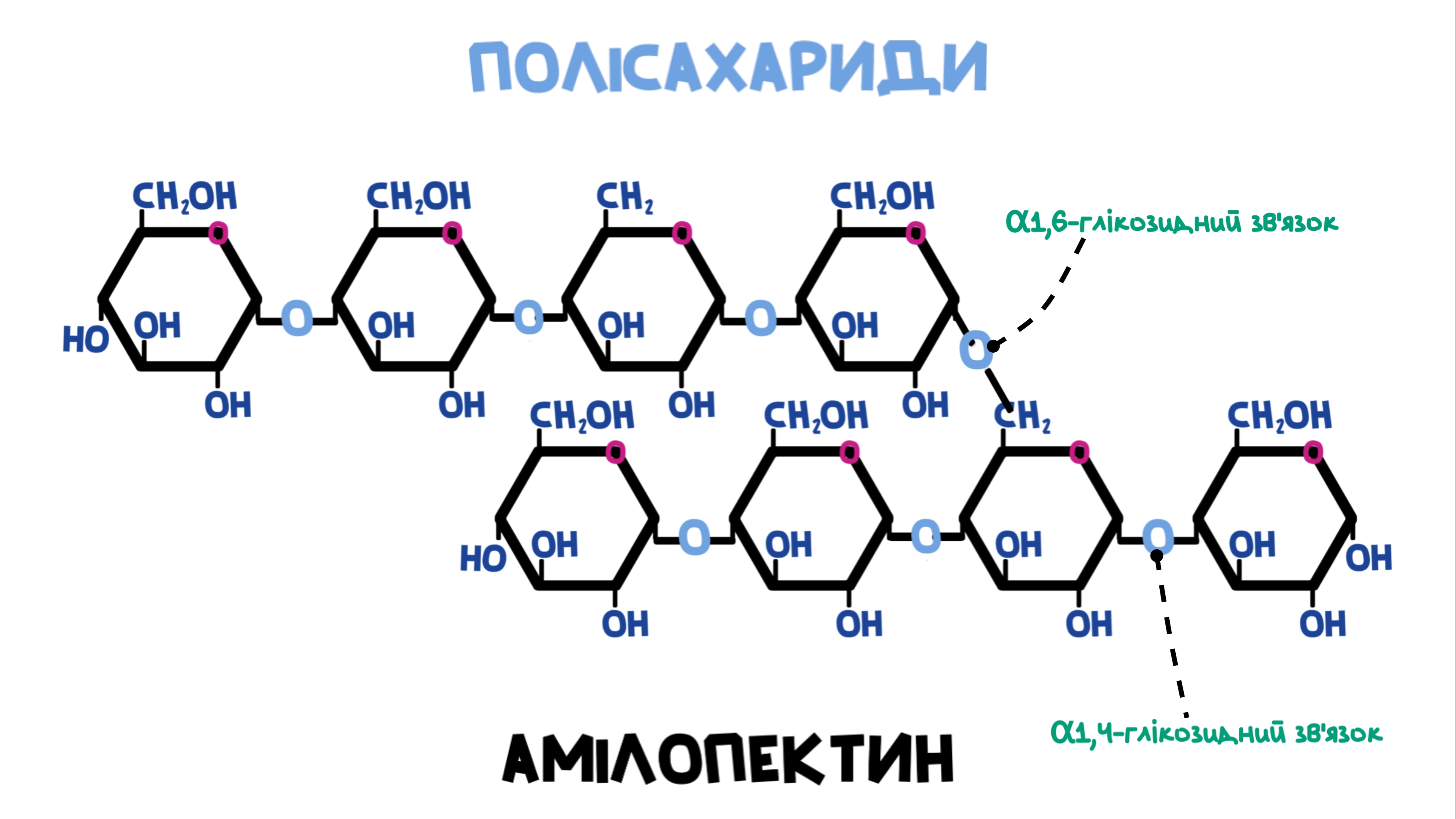 структурна формула амілопектину